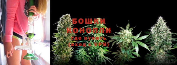 сатива Новодвинск